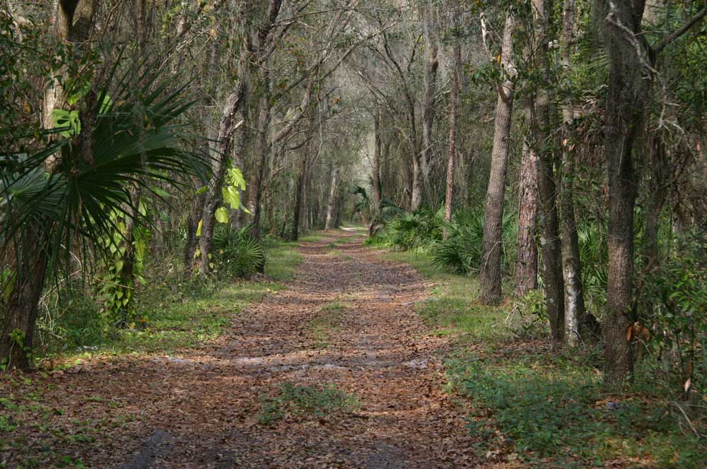 A leaf covered dirt drive leading into the woods, to an unseen home in Parrish.
